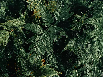 Plants texture (ID:ffagg60415)