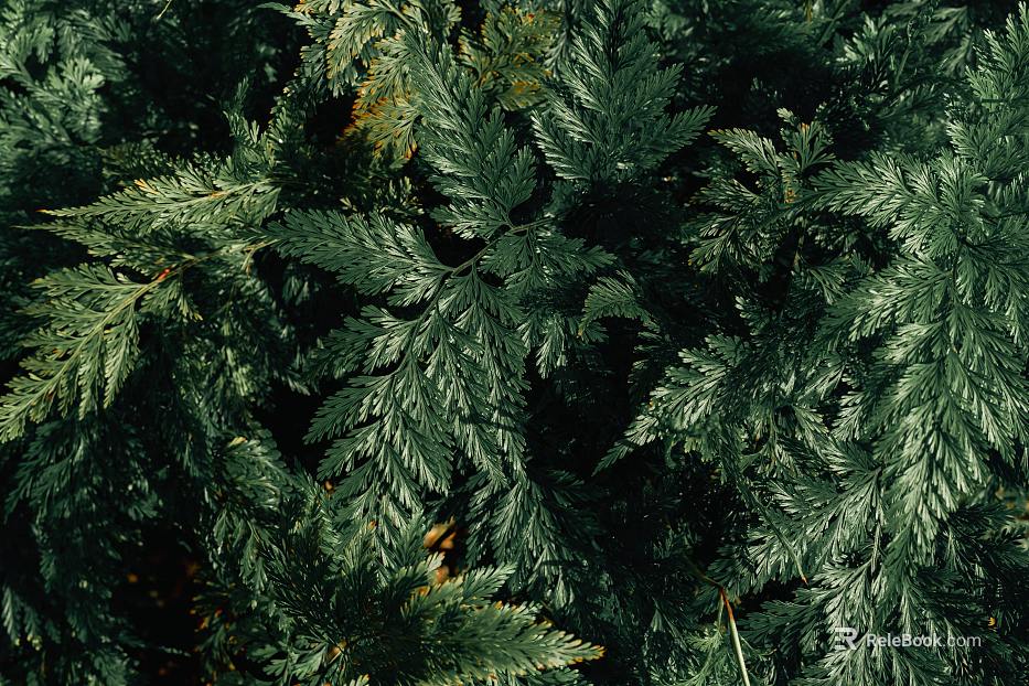 Plants texture