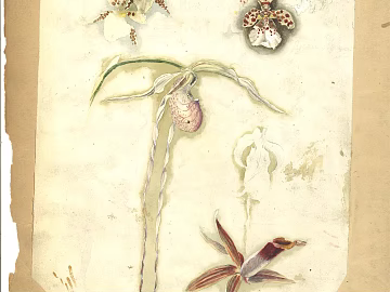Plant painting texture (ID:ffagg96403)
