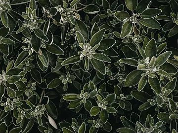 Plants texture (ID:ffaeg41518)