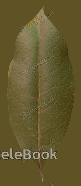 A vibrant cluster of green leaves with distinct, serrated edges and central veins, thriving against a blurred background, showcasing nature's lush vitality.