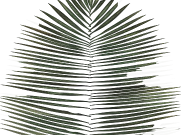 Dark green palm leaf natural decoration texture (ID:ffaeh901526)