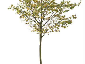 Trees Autumn Trees Big Trees Small Trees Commercial Trees Roadside Trees Community Greening texture (ID:ffach656143)