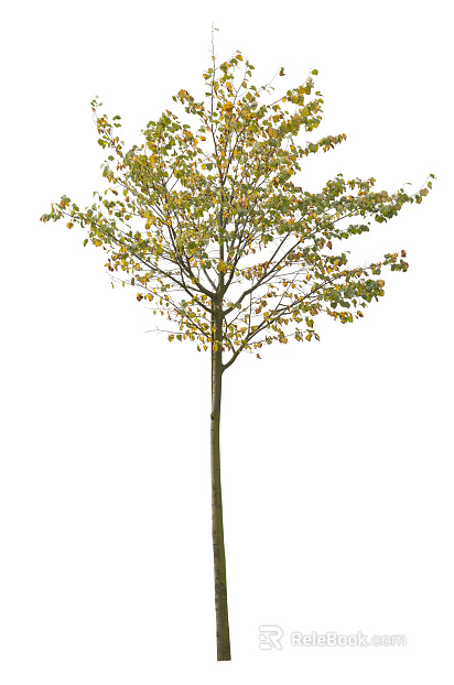 Trees Autumn Trees Big Trees Small Trees Commercial Trees Roadside Trees Community Greening texture