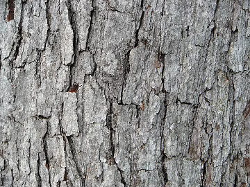 bark texture (ID:ffagg03951)