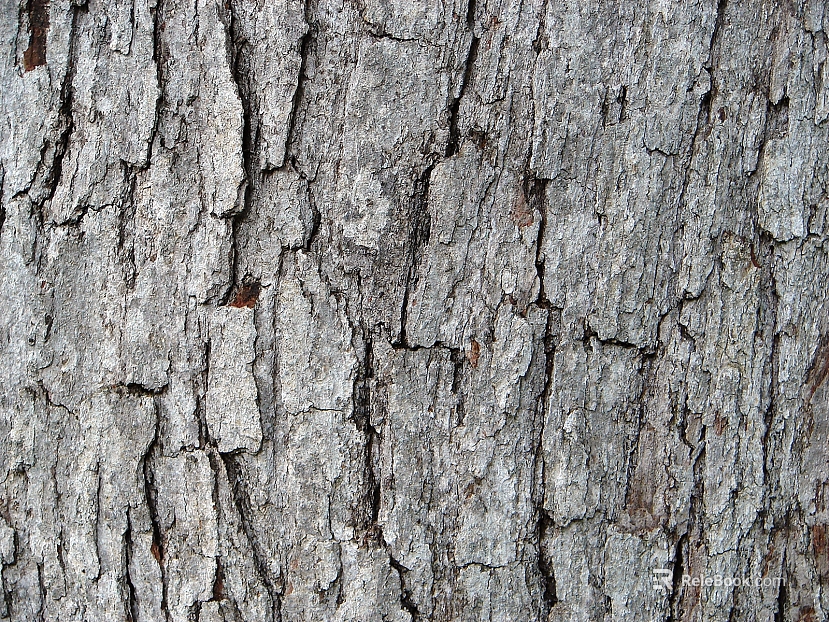 bark texture