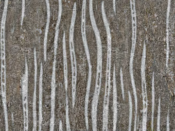 bark texture (ID:ffaeg02659)