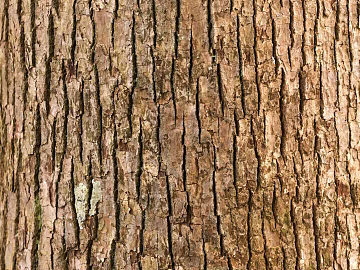 Dark Sepia Tree Skin Map texture (ID:ffaeh611832)