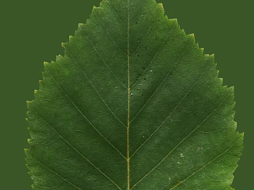 leaves texture (ID:ffaeg50393)