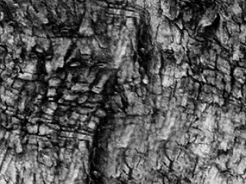 bark texture (ID:ffaeg94359)