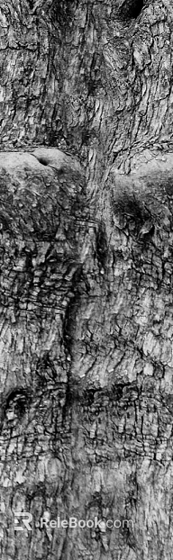 bark texture