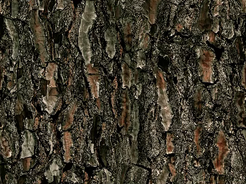 bark 3d model