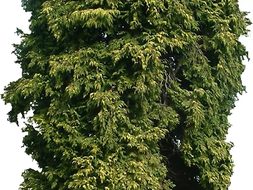 Tree texture (ID:ffaeg09635)