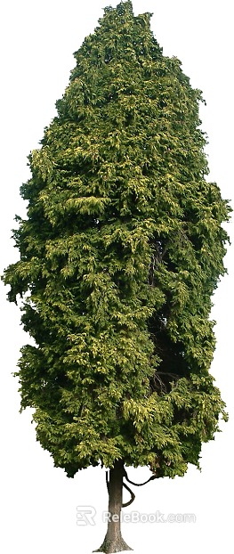 Tree texture