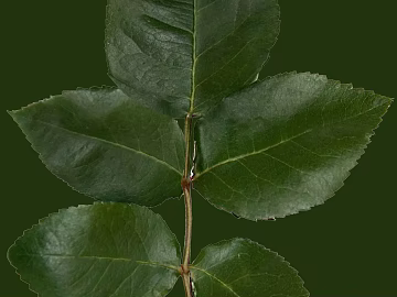 leaves texture (ID:ffacg06435)