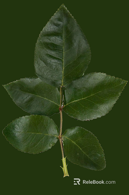 leaves texture