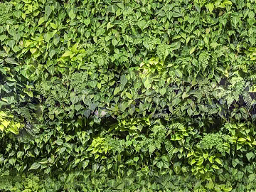 Plants texture (ID:ffacg68028)
