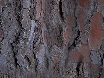 bark texture (ID:ffaag05776)