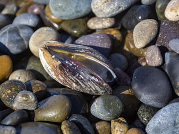 Pebbles texture (ID:ffabg29753)