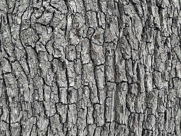 bark texture (ID:ffach546861)