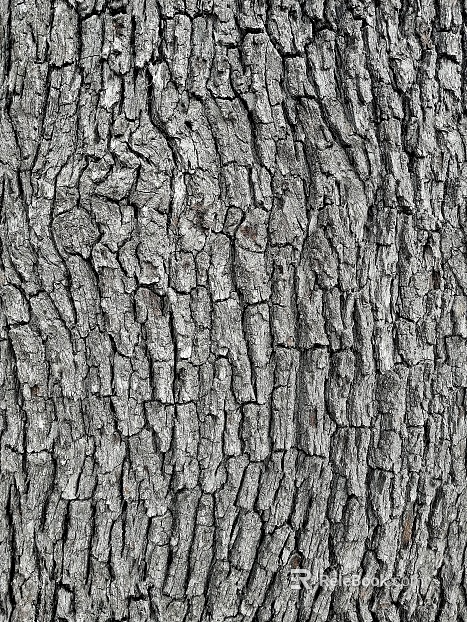 bark texture