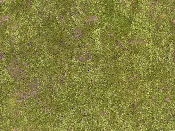 moss texture (ID:ffajg21151)