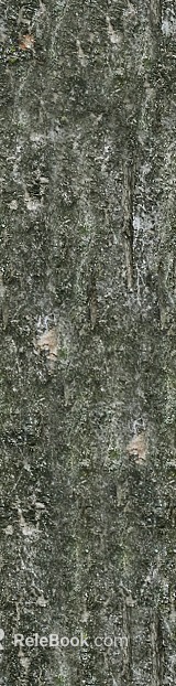 bark texture