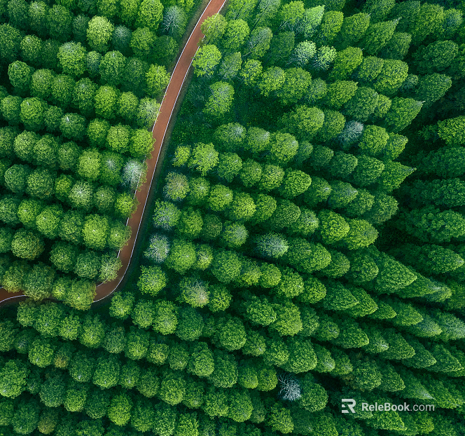 Plants texture