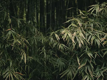 Bamboo Forest texture (ID:ffabg84847)