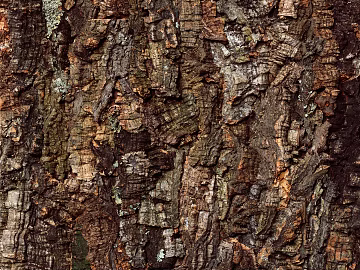 bark texture (ID:ffacg81464)
