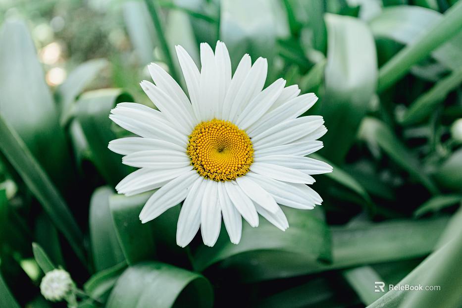 Flowers texture