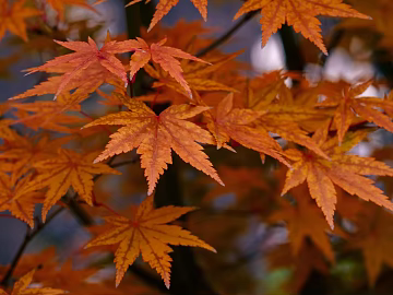 leaves texture (ID:ffagg75323)
