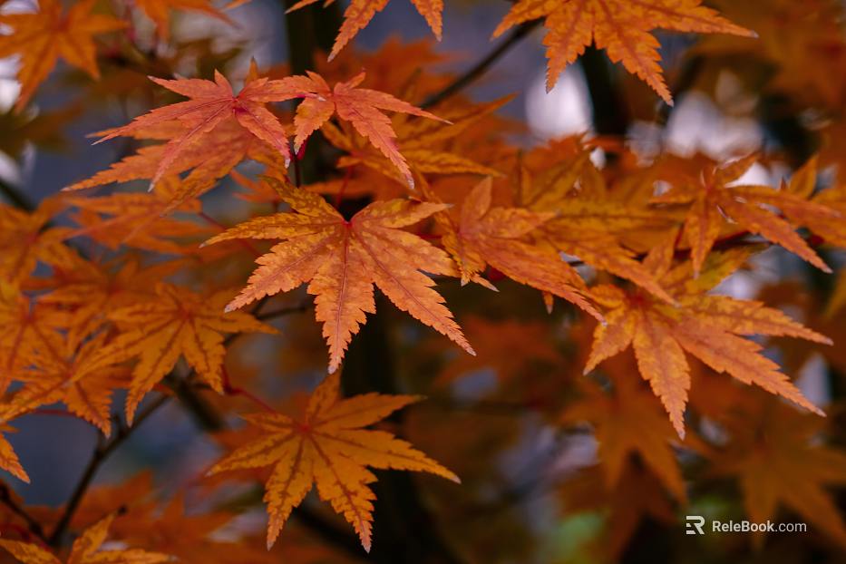 leaves texture