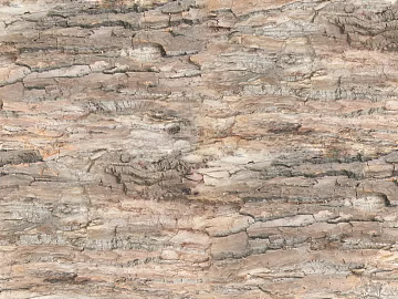 bark 3d model