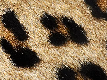 Leopard Hair texture (ID:ffach924731)
