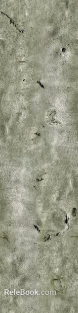 bark texture