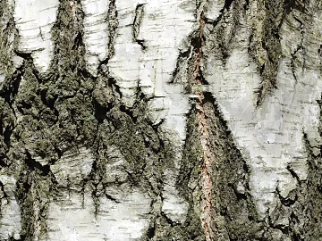 bark texture (ID:ffabg55311)