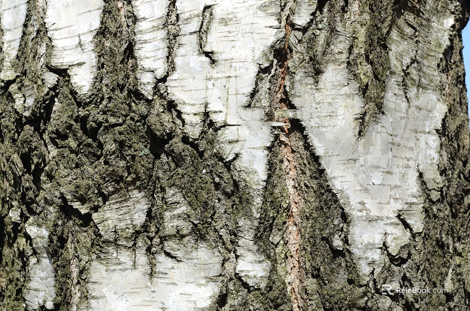 bark texture