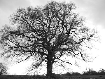 black and white tree shadow texture (ID:ffaag36796)