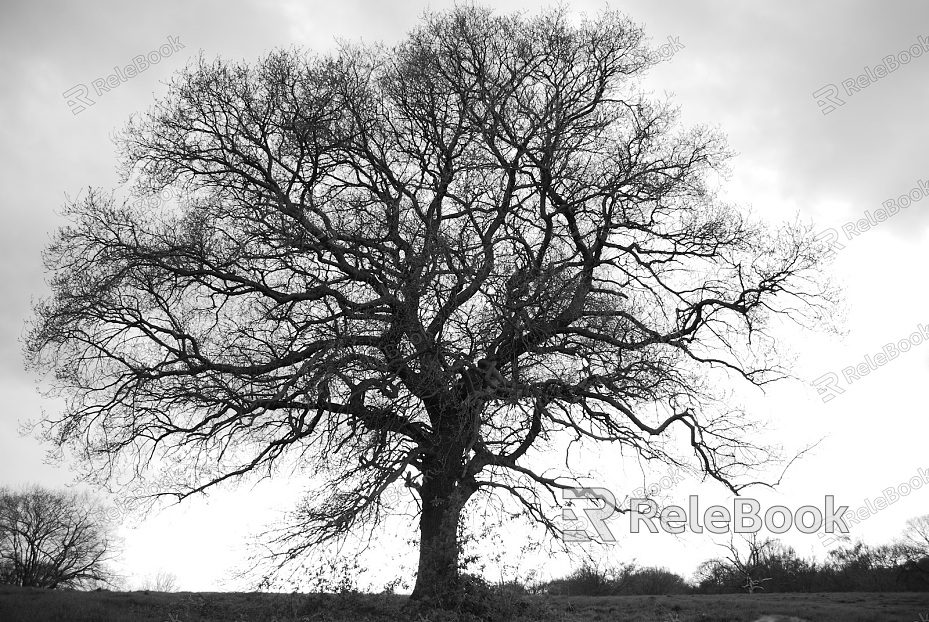 black and white tree shadow texture