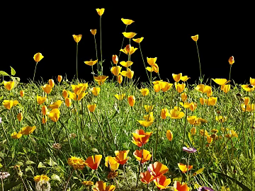 Yellow purple wild flower natural plant decoration texture (ID:ffaeh480466)