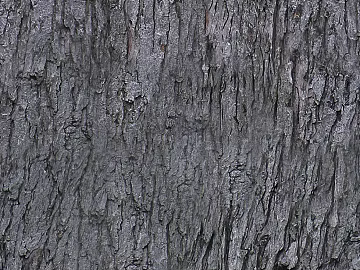 bark texture (ID:ffaag87254)