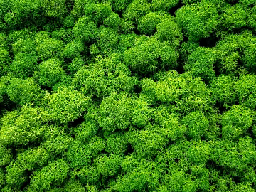 moss texture (ID:ffabg72584)