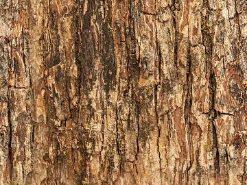 Wooden bark wood veneer wood wood bark trees 3d model