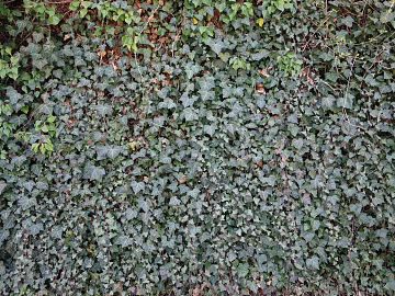 Parthenocissus texture (ID:ffaeg49863)