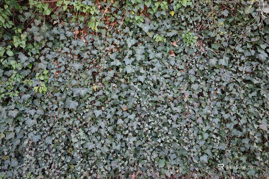 Parthenocissus texture