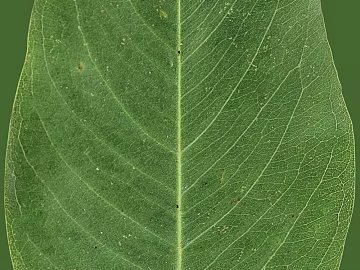 leaves texture (ID:ffaif5483)