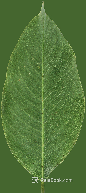 leaves texture