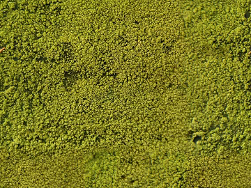moss texture (ID:ffacg05237)