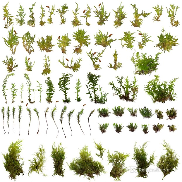 Plants texture